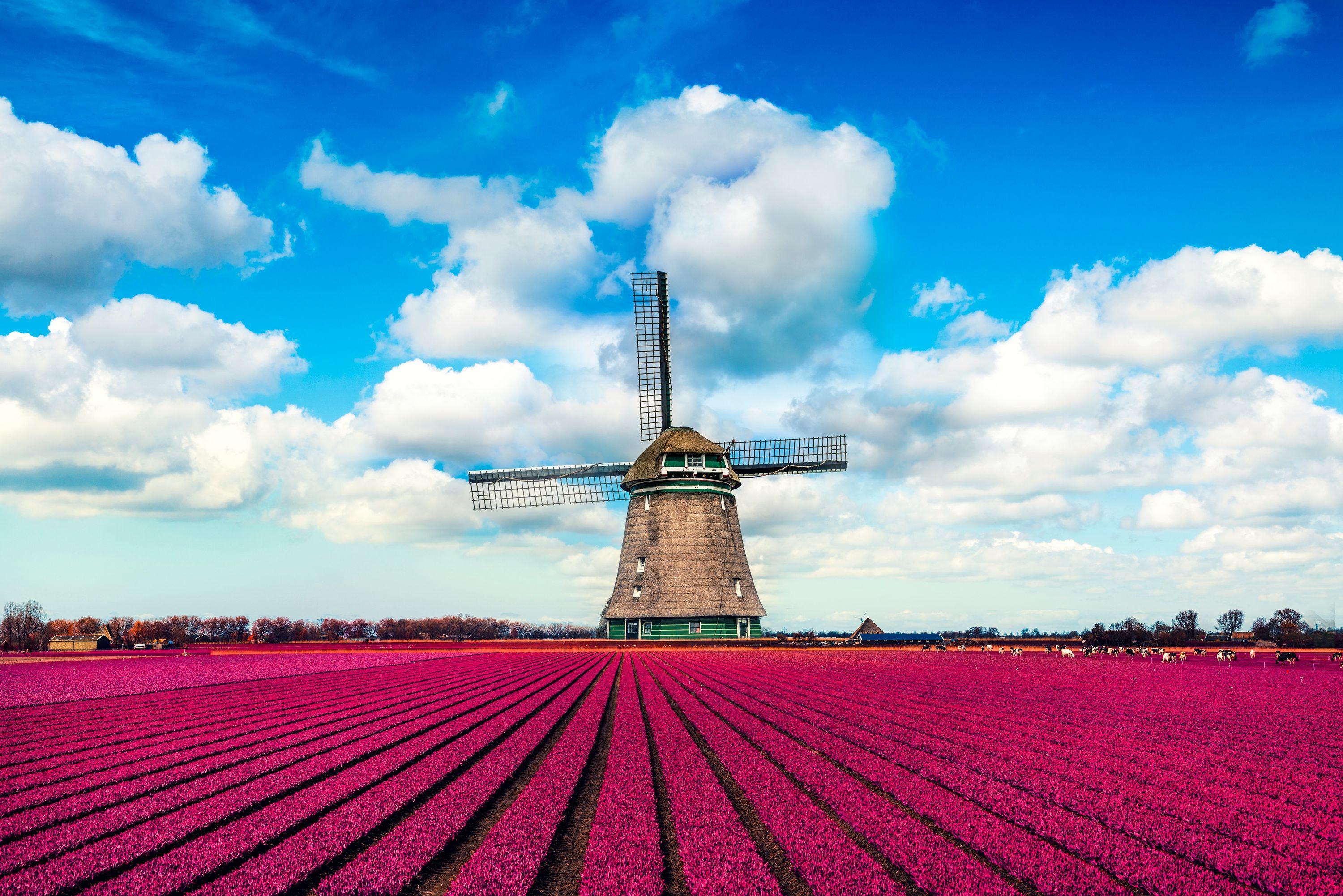 Cheap Flights to the Netherlands from 366 KAYAK